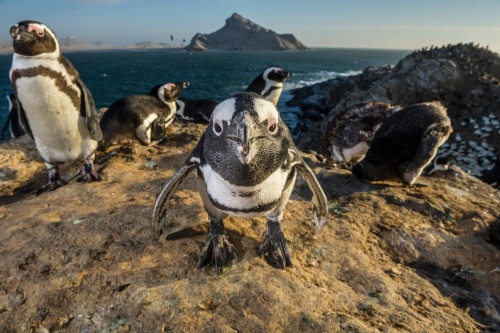 かわいいだけじゃない ペンギンのすごい能力 ナショナルジオグラフィック日本版サイト かわいいだけじゃない ペンギンのすごい能力 ナショナルジオグラフィック日本版サイト