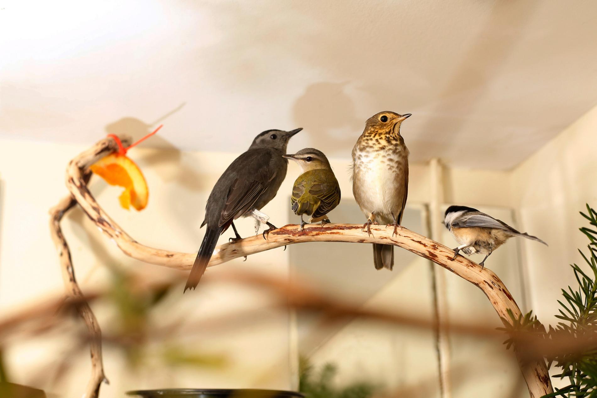 鳥のビルへの衝突を防ぐには 米国では年最大10億羽が犠牲に ナショナルジオグラフィック日本版サイト