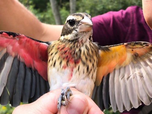 体の右半分がオス 左半分がメスの鳥が見つかる ナショナルジオグラフィック日本版サイト 体の右半分がオス 左半分がメスの鳥が見つかる ナショナルジオグラフィック日本版サイト