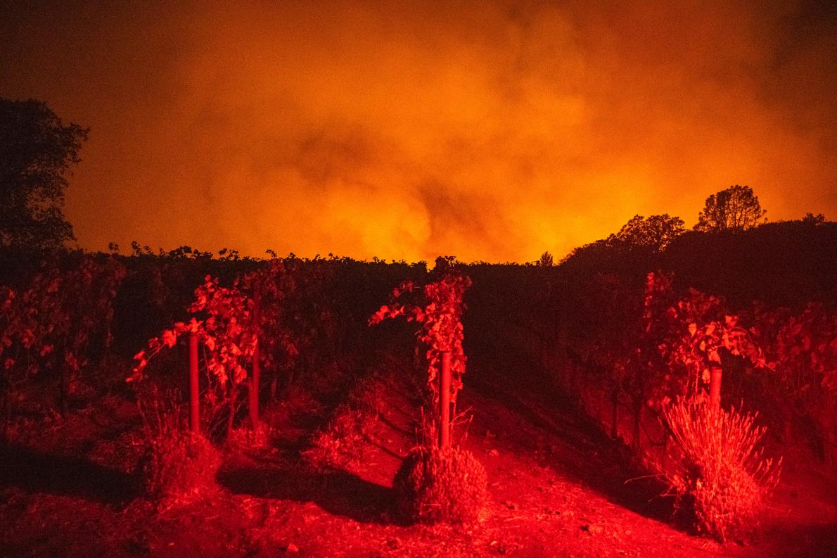 米国の森林火災 ナパバレーのワイン農園に甚大な被害 ナショナルジオグラフィック日本版サイト