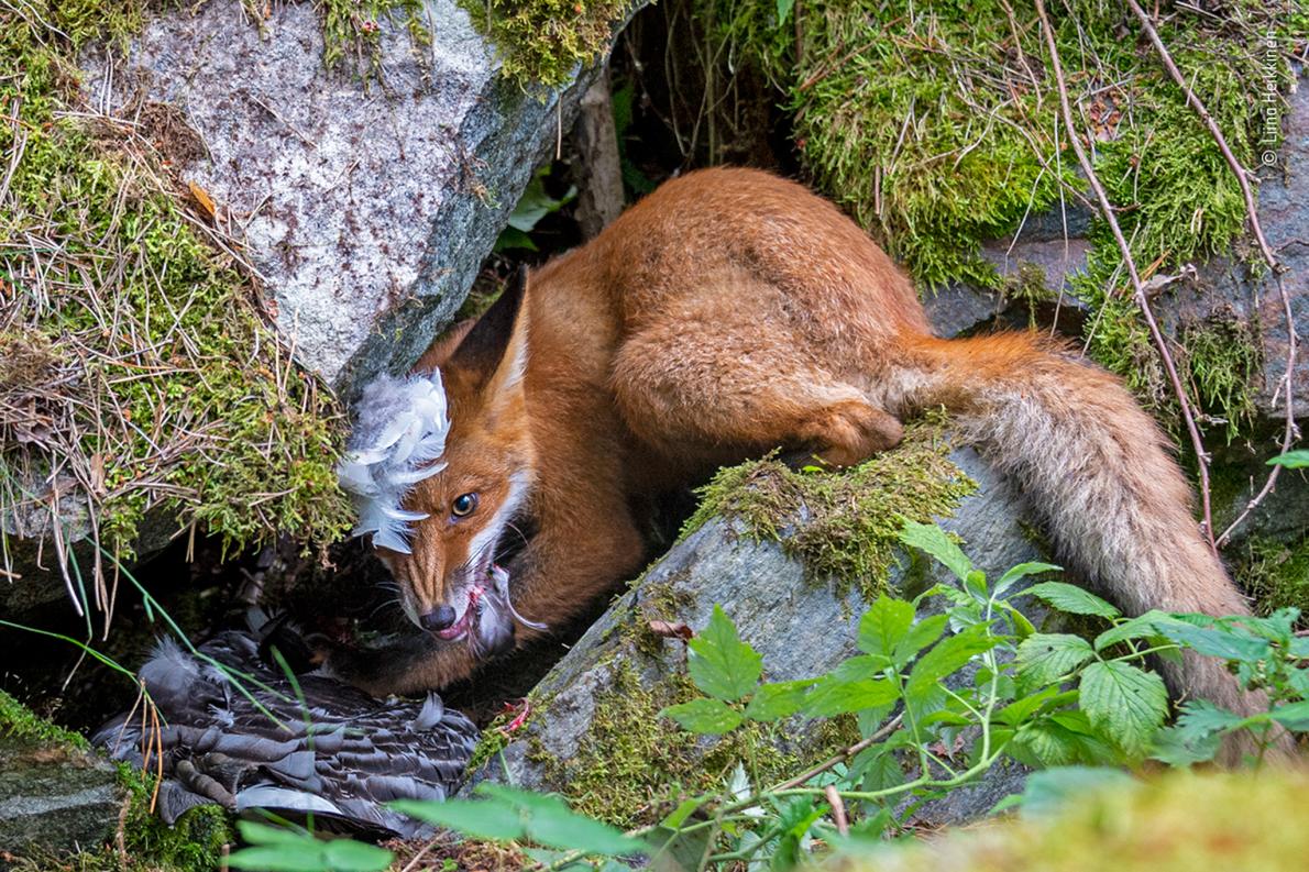 最高峰の野生生物写真コンテスト 年の受賞作15点 ナショナルジオグラフィック日本版サイト