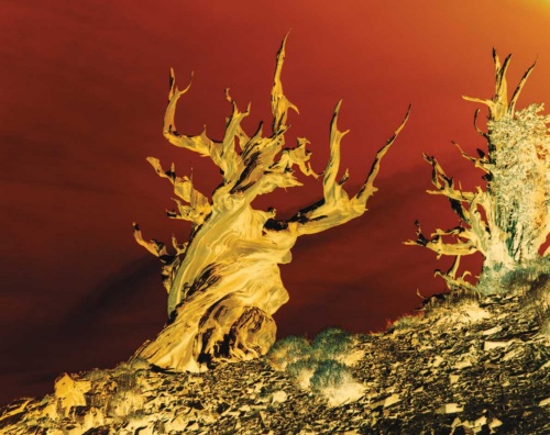 地球を守るチャンスに 新型コロナで変わる世界 ナショナルジオグラフィック日本版サイト 地球を守るチャンスに 新型コロナで変わる世界 ナショナルジオグラフィック日本版サイト