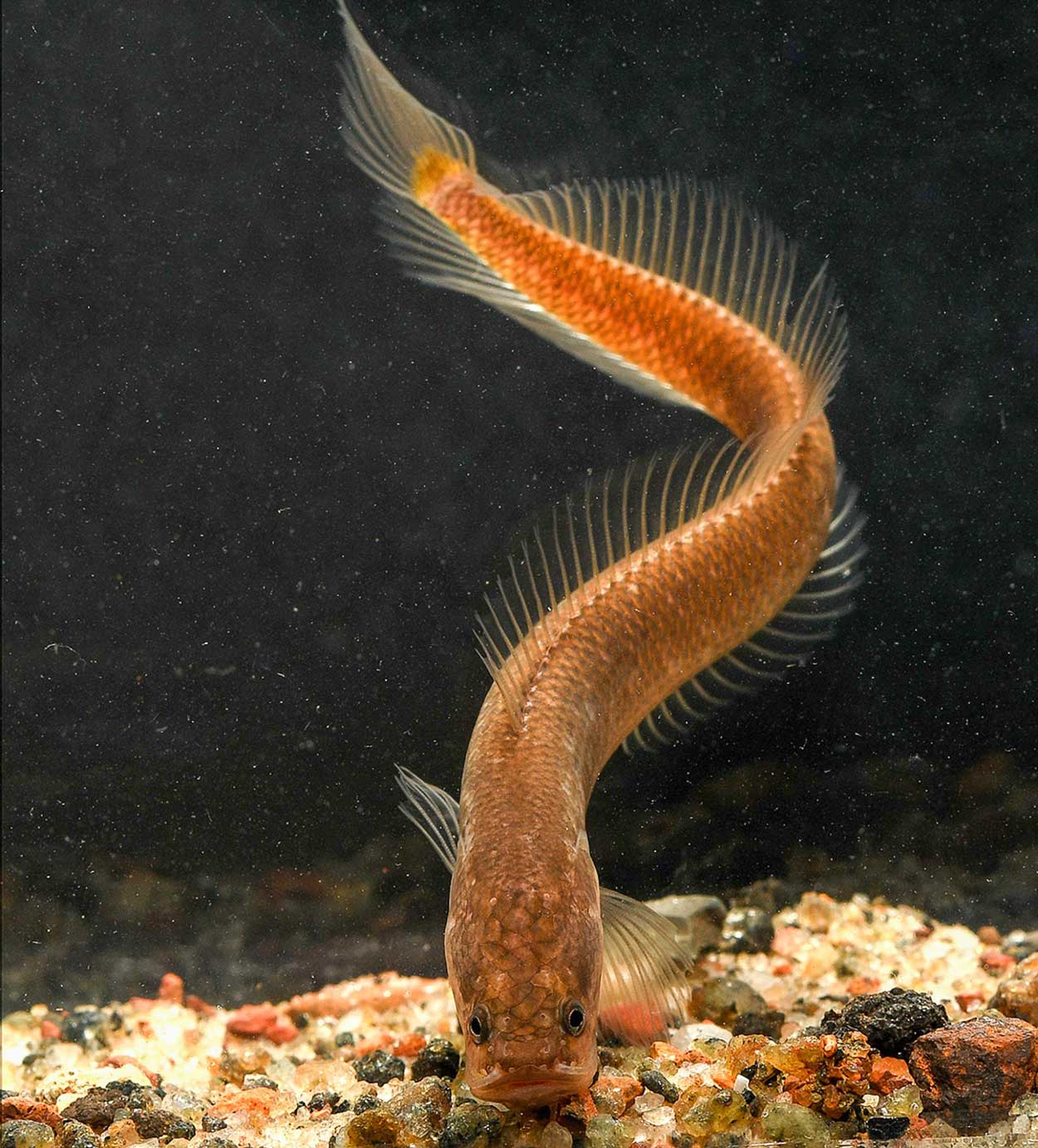 地下にすむ奇妙な魚 新種どころか新しい科だった インド ナショナルジオグラフィック日本版サイト