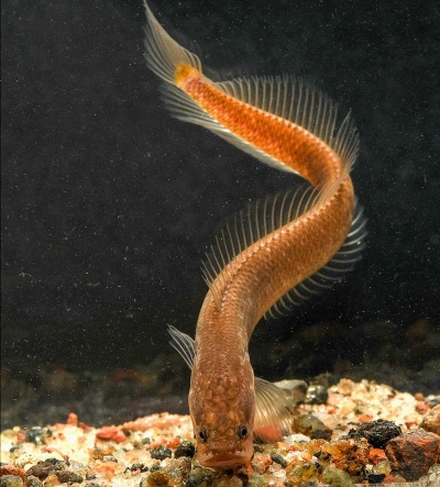 地下にすむ奇妙な魚 新種どころか新しい科だった インド ナショナルジオグラフィック日本版サイト 地下にすむ奇妙な魚 新種どころか新しい科だった インド ナショナルジオグラフィック日本版サイト