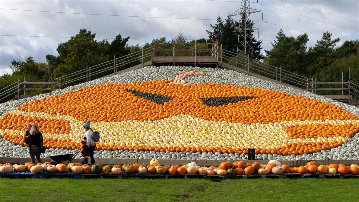 英国トットンのサニーフィールズ・ファーム。2020年は5000個以上のカボチャを使用し、マスクを着けたジャック・オ・ランタンが描かれた。（PHOTOGRAPH BY HENRY STEPHENS, ALAMY）