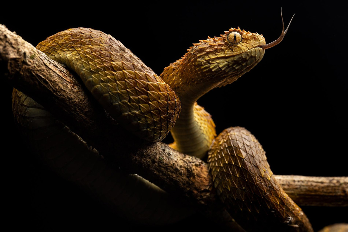 命を奪うヘビの毒 ナショナルジオグラフィック日本版サイト