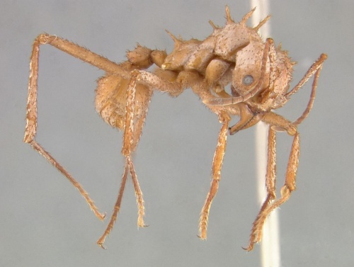 ハキリアリは鉱物の「よろい」に覆われていた、昆虫で初ナショナルジオグラフィック日本版サイト