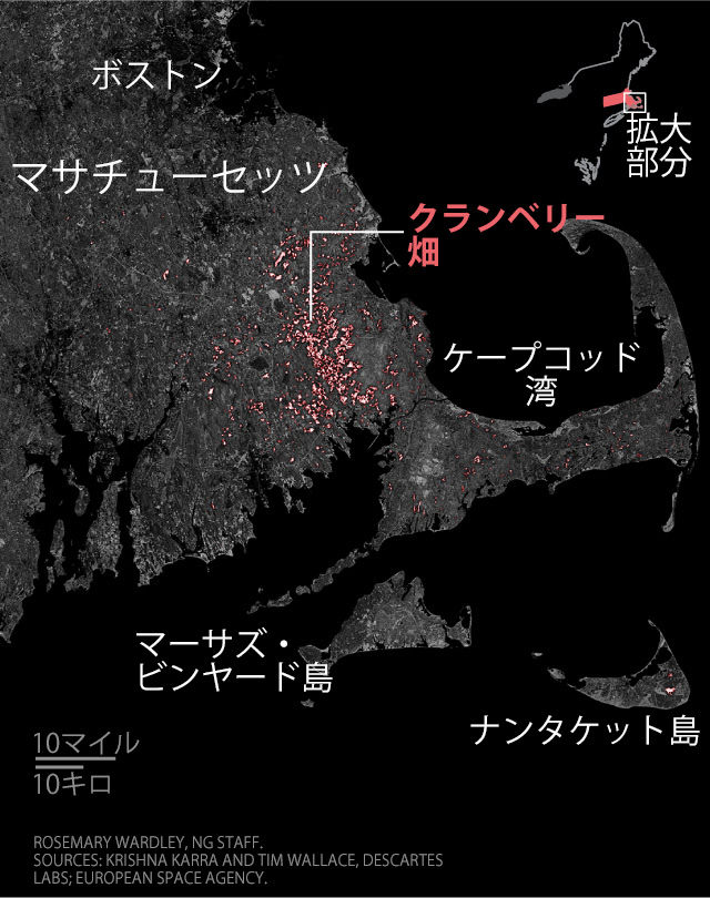 クランベリー農家らに危機感 忍び寄る温暖化の足音 ナショナルジオグラフィック日本版サイト