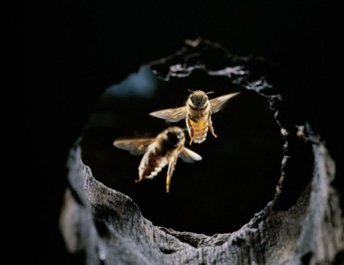 ミツバチ 動物の糞でスズメバチを撃退 研究 ナショナルジオグラフィック日本版サイト ミツバチ 動物の糞でスズメバチを撃退 研究 ナショナルジオグラフィック日本版サイト