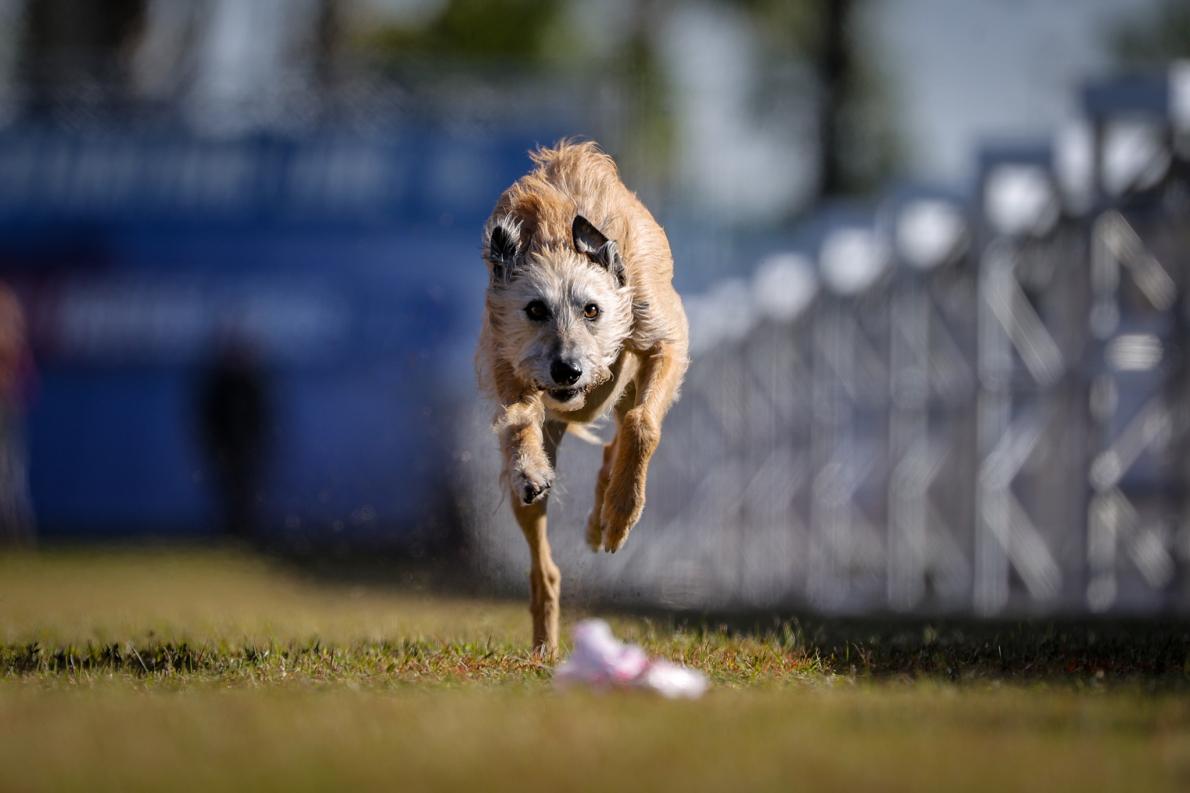 全米で一番速く走る犬は 最速の犬を決める競技会 ナショナルジオグラフィック日本版サイト