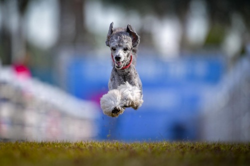 全米で一番速く走る犬は 最速の犬を決める競技会 ナショナルジオグラフィック日本版サイト 全米で一番速く走る犬は 最速の犬を決める競技会 ナショナルジオグラフィック日本版サイト
