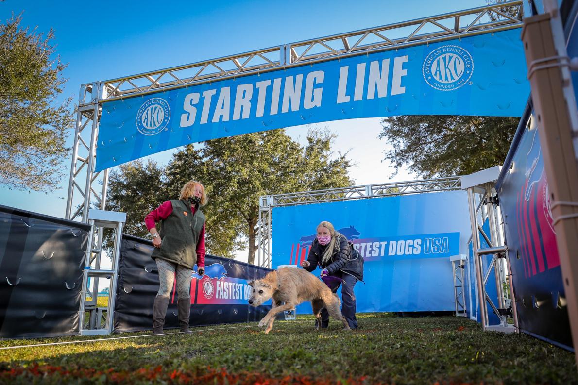 全米で一番速く走る犬は 最速の犬を決める競技会 ナショナルジオグラフィック日本版サイト