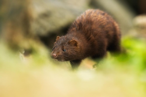 野生動物で初の新型コロナ感染を確認 野生のミンクで ナショナルジオグラフィック日本版サイト 野生動物で初の新型コロナ感染を確認 野生のミンクで ナショナルジオグラフィック日本版サイト