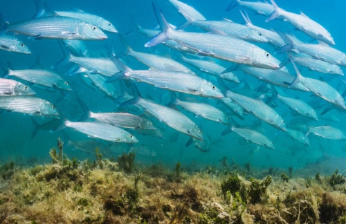 ボーンフィッシュが驚きの深さで産卵 浅瀬の魚では前代未聞 ナショナルジオグラフィック日本版サイト
