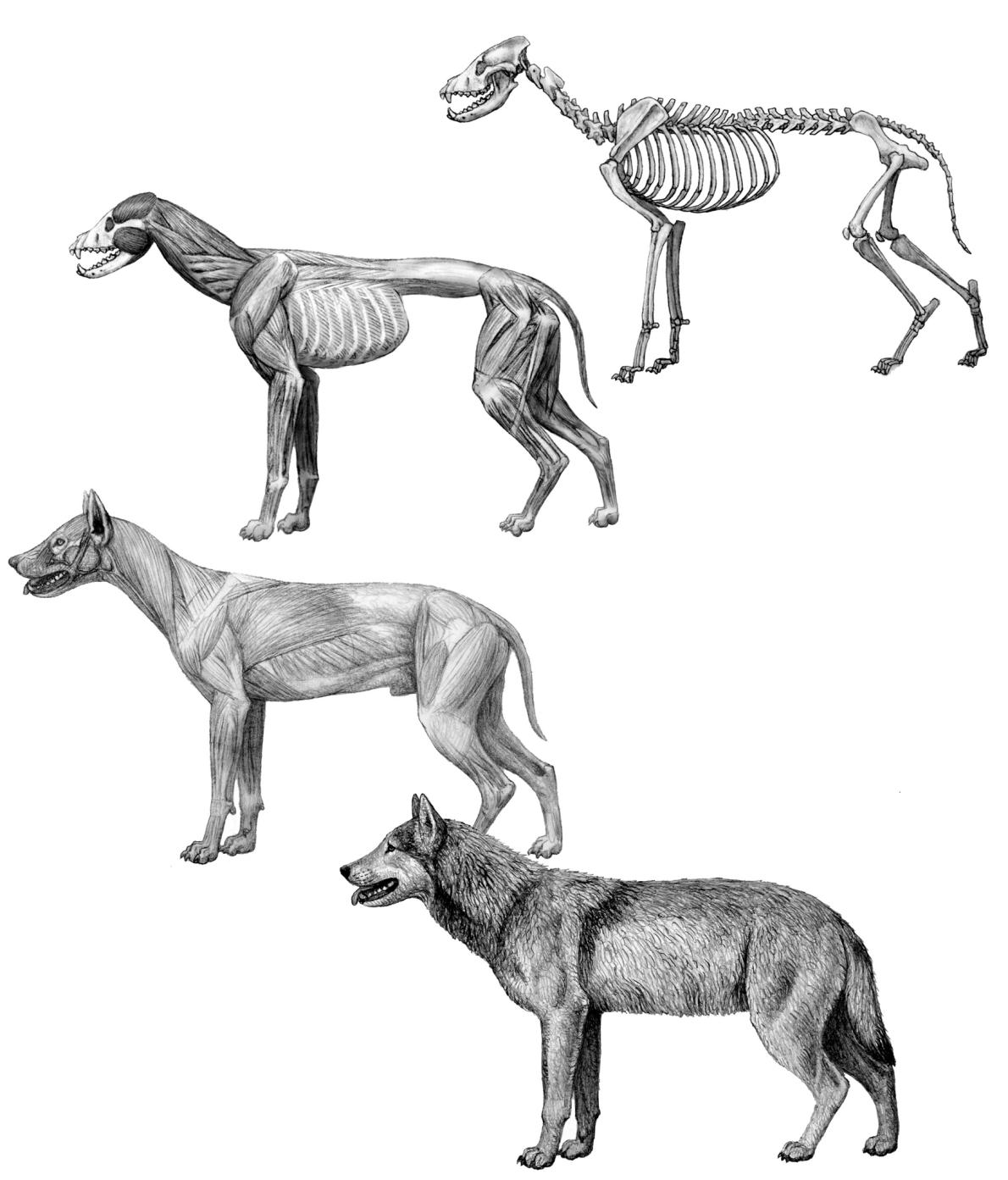 絶滅オオカミ ダイアウルフ 実はオオカミと遠縁だった ナショナル ジオグラフィック日本版サイト