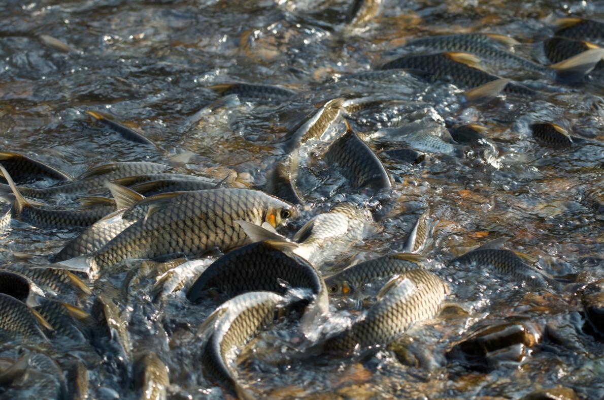 タイの村の小さな魚類保護区 4半世紀で淡水魚が回復 ナショナルジオグラフィック日本版サイト