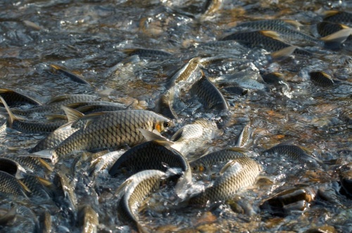 タイの村の小さな魚類保護区 4半世紀で淡水魚が回復 ナショナルジオグラフィック日本版サイト タイの村の小さな魚類保護区 4半世紀で淡水魚が回復 ナショナルジオグラフィック日本版サイト