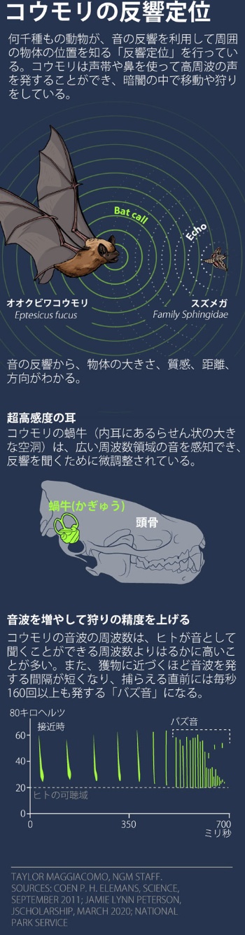 人にもできる 音で周囲を知覚する 反響定位 のしくみ ナショナルジオグラフィック日本版サイト 人にもできる 音で周囲を知覚する 反響定位 のしくみ ナショナルジオグラフィック日本版サイト