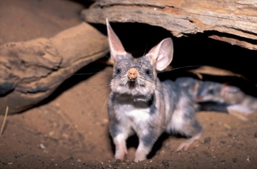 復活祭はウサギならぬフクロウサギに注目 豪の危急種 ナショナルジオグラフィック日本版サイト