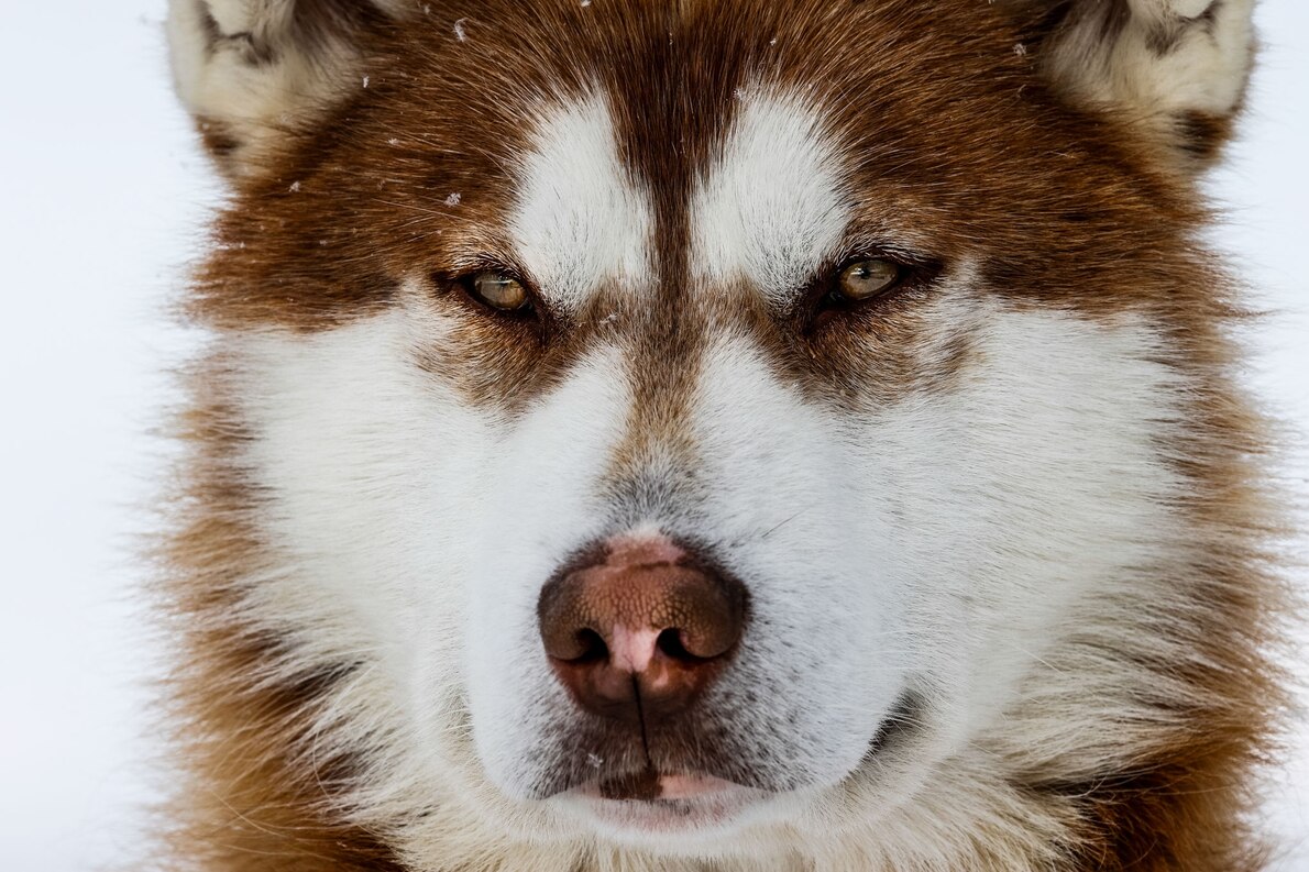 北米最古の犬の骨が見つかる 人類の旅路を示唆 ナショナルジオグラフィック日本版サイト