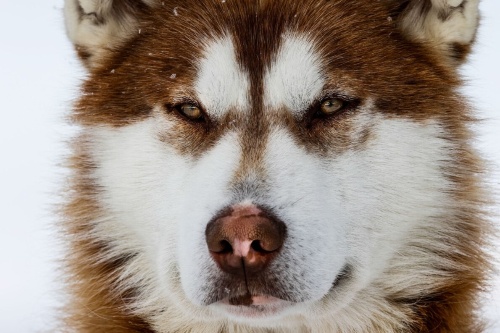 北米最古の犬の骨が見つかる 人類の旅路を示唆 ナショナルジオグラフィック日本版サイト 北米最古の犬の骨が見つかる 人類の旅路を示唆 ナショナルジオグラフィック日本版サイト