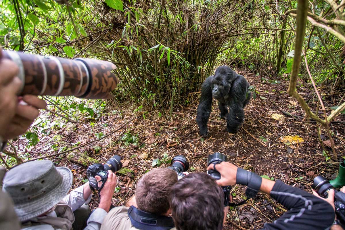 インスタの自撮り写真で野生ゴリラへの感染リスクを評価 研究 ナショナルジオグラフィック日本版サイト