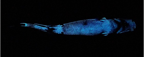 深海の 光るサメ を新たに発見 脊椎動物で最大 ナショナルジオグラフィック日本版サイト 深海の 光るサメ を新たに発見 脊椎動物で最大 ナショナルジオグラフィック日本版サイト