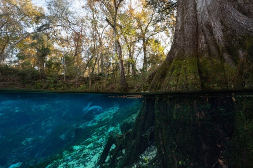 430頭以上のマナティーが死亡 前年の3倍ペース ナショナルジオグラフィック日本版サイト 430頭以上のマナティーが死亡 前年の3倍ペース ナショナルジオグラフィック日本版サイト