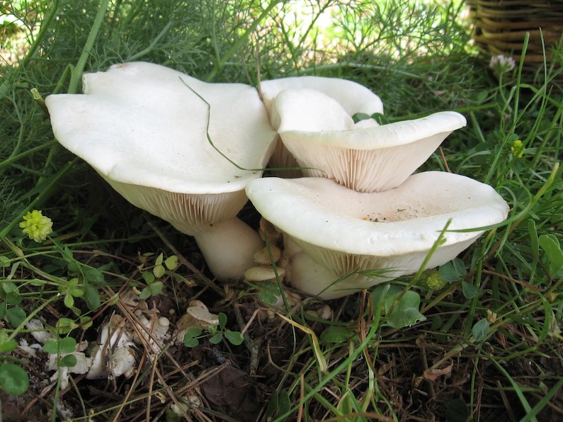 目立たないけれど大事な生物「菌類」、その保護は十分か