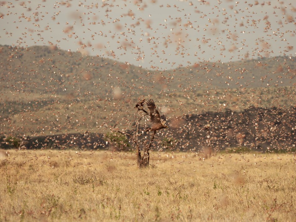 東アフリカのバッタ大群 大量の殺虫剤に 相当な 環境リスク ナショナルジオグラフィック日本版サイト
