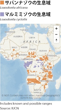 アフリカゾウ1種が「近絶滅種」に、IUCN初の2種個別評価ナショナルジオグラフィック日本版サイト