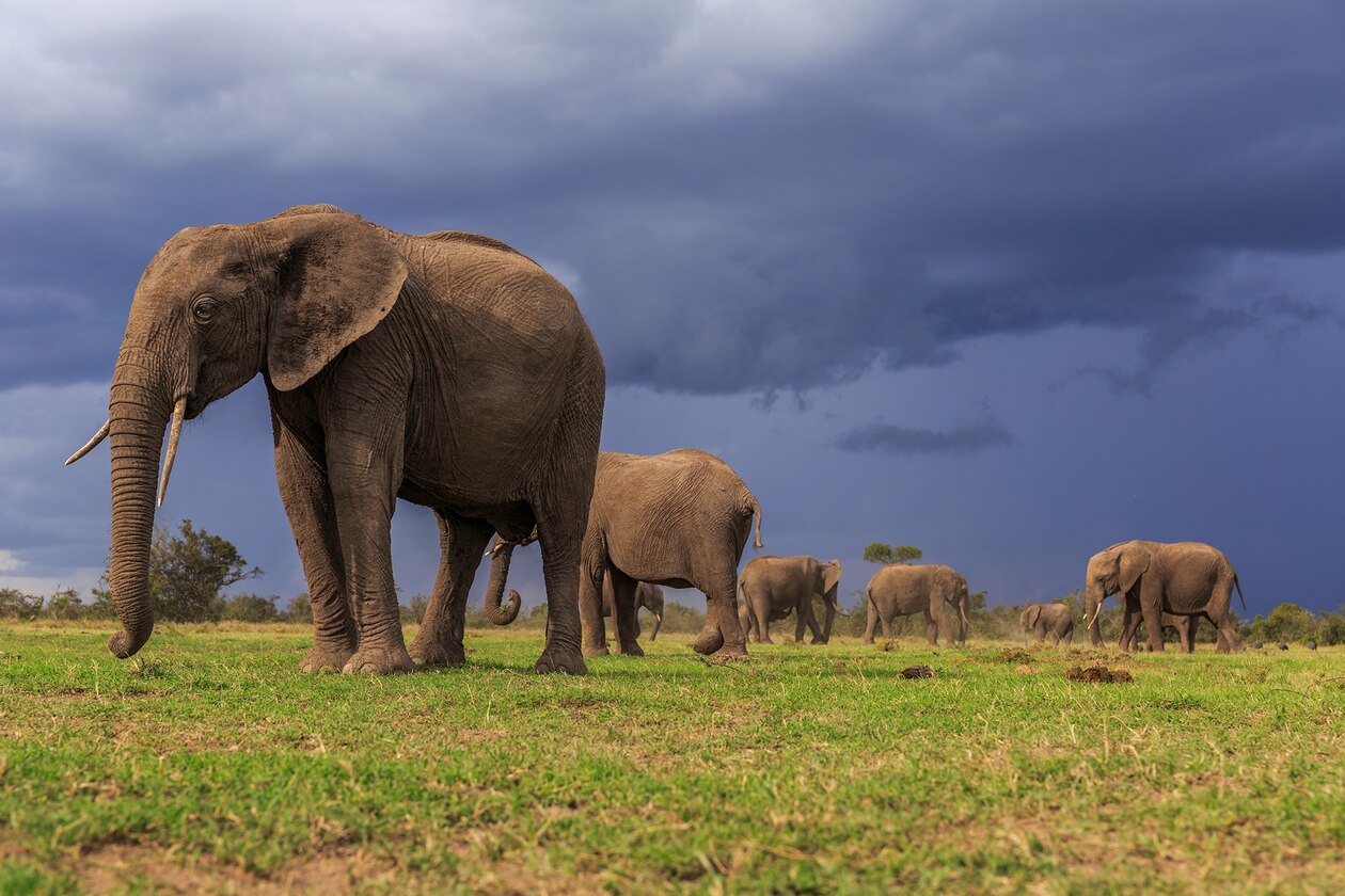 アフリカゾウ1種が 近絶滅種 に Iucn初の2種個別評価 ナショナルジオグラフィック日本版サイト