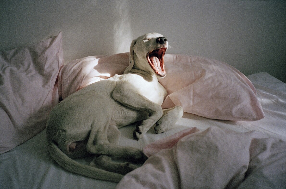 ライオンのあくびの伝染 集団の強化 がその理由 最新研究 ナショナルジオグラフィック日本版サイト