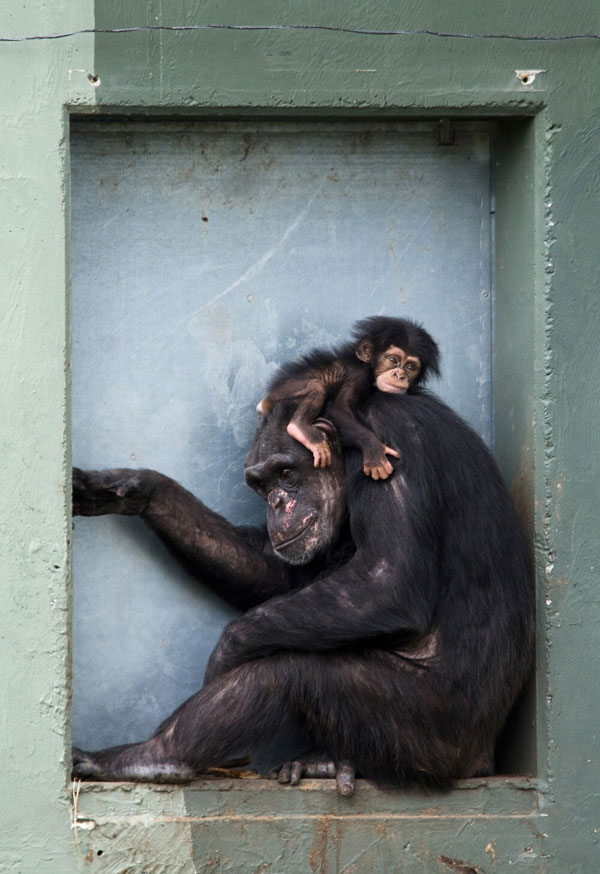 魅力的な チンパンジー チンパンジー 海外作家 quetz4.com baby baby