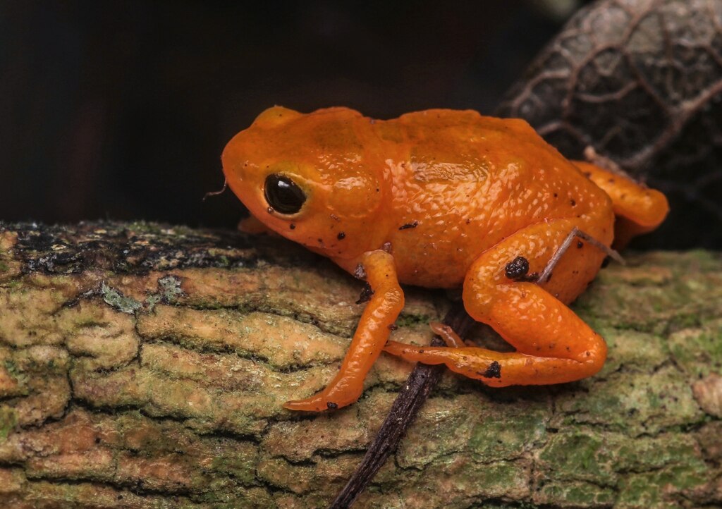 ブラジルでオレンジ色の新種カエル発見 紫外線で蛍光を発する ナショナル ジオグラフィック日本版サイト