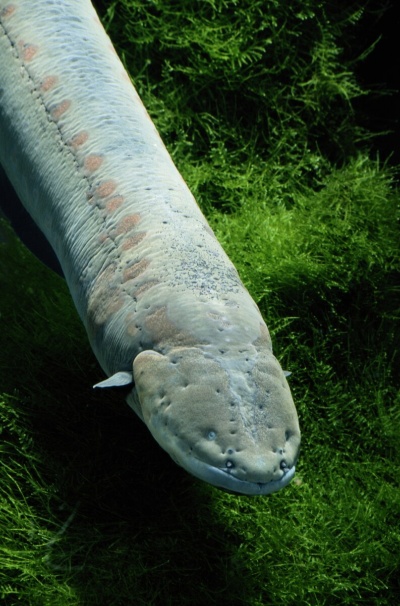 電気を駆使する動物たち 電気ショックだけじゃないその利用法 ナショナルジオグラフィック日本版サイト 電気を駆使する動物たち 電気ショックだけじゃないその利用法 ナショナルジオグラフィック日本版サイト