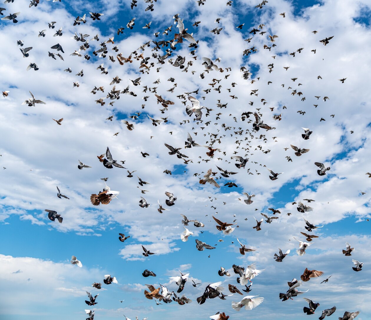世界に鳥は何羽いる 種ごとの推定から求めた初の研究結果 ナショナルジオグラフィック日本版サイト