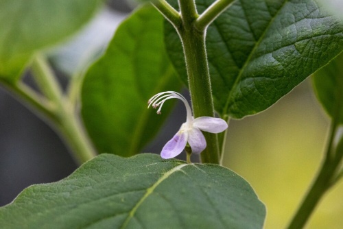 野生で約本の絶滅危惧の木に花 世界初確認 絶滅回避へ ナショナルジオグラフィック日本版サイト 野生で約本の絶滅危惧の木に花 世界初確認 絶滅回避へ ナショナルジオグラフィック日本版サイト