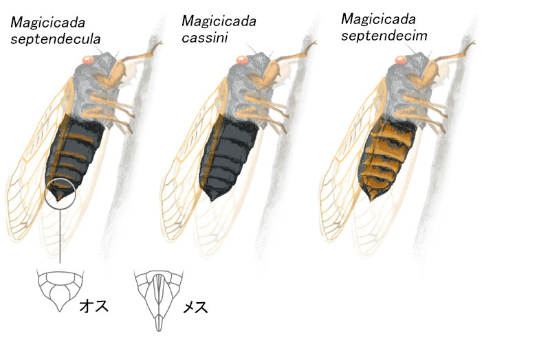 周期ゼミの大量発生 実は3種 鳴き声も違う ナショナルジオグラフィック日本版サイト