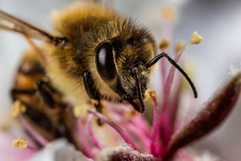 ハチが空気中のマイクロプラスチックを蓄積 初の実証 ナショナルジオグラフィック日本版サイト