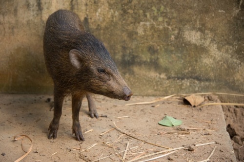絶滅と考えられた世界最小のイノシシ 回復中 ナショナルジオグラフィック日本版サイト 絶滅と考えられた世界最小のイノシシ 回復中 ナショナルジオグラフィック日本版サイト