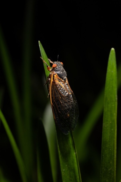 17年ゼミの大発生始まる 動物たちの反応は ナショナルジオグラフィック日本版サイト 17年ゼミの大発生始まる 動物たちの反応は ナショナルジオグラフィック日本版サイト