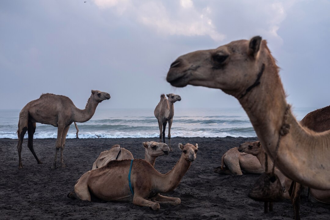 ソマリの伝統的なラクダ飼いが、気候変動で存続の危機に | ナショナル 