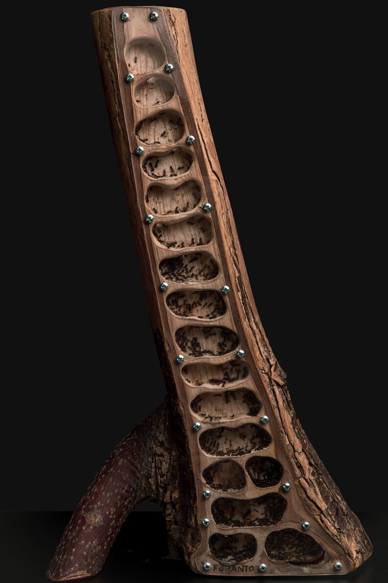 アリの飼育に夢中になる人が世界で急増 科学にも貢献 ナショナルジオグラフィック日本版サイト