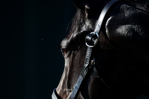 米国で競走馬のドーピングが絶えないのはなぜか ナショナルジオグラフィック日本版サイト 米国で競走馬のドーピングが絶えないのはなぜか ナショナルジオグラフィック日本版サイト