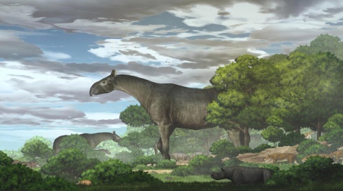 絶滅した巨大サイの新種を発見 パラケラテリウムの謎解明 ナショナルジオグラフィック日本版サイト 絶滅した巨大サイの新種を発見 パラケラテリウムの謎解明 ナショナルジオグラフィック日本版サイト