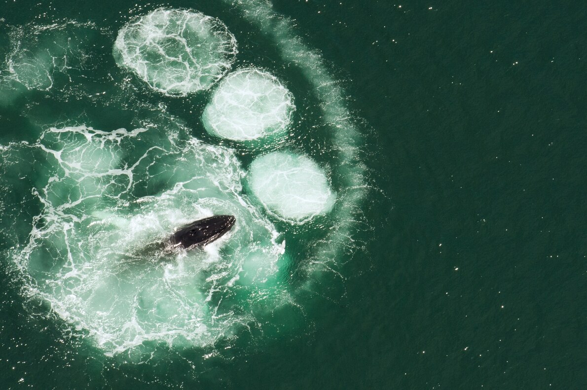 クジラの口の中に入ってしまったら人間はどうなる ナショナルジオグラフィック日本版サイト