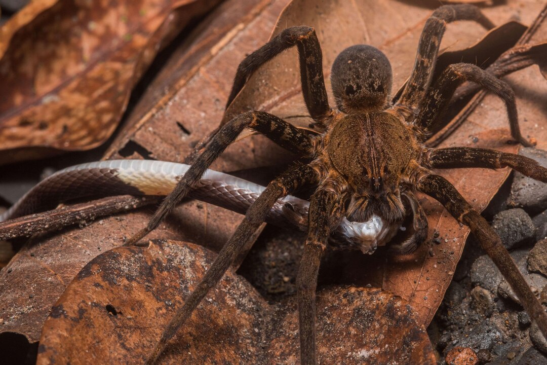 なんとヘビを食べるクモは世界中にいた 最新研究 ナショナルジオグラフィック日本版サイト