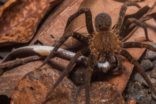 なんとヘビを食べるクモは世界中にいた 最新研究 ナショナルジオグラフィック日本版サイト なんとヘビを食べるクモは世界中にいた 最新研究 ナショナルジオグラフィック日本版サイト