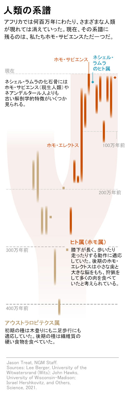 未知の人類か 謎の頭骨がイスラエルで見つかる ナショナルジオグラフィック日本版サイト